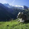 Отель Hilltop Apartment in Aschau im Zillertal Near Ski Area, фото 25