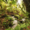 Отель Sanctuary Gorilla Forest Camp, фото 4