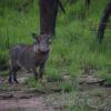 Отель Mawimbi Bush Camp, фото 17