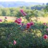 Отель La Ferme Fleurie, фото 21