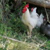 Отель Bioagriturismo Sofia, фото 8