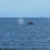 Отель House With 2 Bedrooms in Île Sainte Marie, With Wonderful sea View and, фото 11