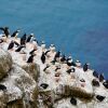 Отель Puffin Palace Guesthouse, фото 11