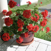 Отель Freedom House Bed & Breakfast, фото 1