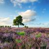 Отель New Forest Lodges Bashley Park, фото 9