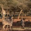 Отель Ohange Namibia Lodge, фото 23