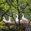 Отель Lishui Cenzhuang, фото 5