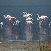 Отель Villaggio Camping Torre Salinas, фото 7