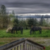 Отель Seaweed and Sod Farm Bed & Breakfast, фото 44