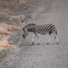Отель Thula Private Lodge, фото 7