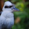 Отель Sanctuary Palm Cove, фото 21