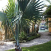 Отель Sailfish Hideaway at Coconut Villas of Dunedin - Two Bedroom Condo, фото 2