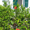 Отель Villa Anesis, фото 3