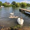 Отель Private Room - The River Room at Burway House on The River Thames, фото 39