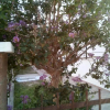 Отель The judas trees, фото 2