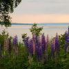 Отель Seaweed and Sod Farm Bed & Breakfast, фото 34