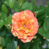 Отель Privatpension Ulrike, фото 5