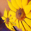 Отель Sunflower Northwest, фото 3