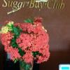 Отель Sugar Bay Club Suites & Hotel во Фригейт-Бэй