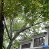 Отель Chaozhou · Green Tiles (memorial archway Street Store in Chaozhou Ancient City), фото 1