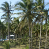 Отель Caliraya Ecoville Recreation and Farm Resort, фото 31