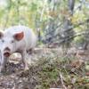 Отель Woodstock Sustainable Farms, фото 22