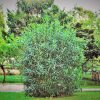 Отель RomaEur Bed and Breakfast, фото 15