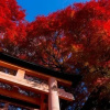 Отель Kyoto Stay SAKURA Fushimi Inari 1.2, фото 19