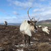 Отель The Green Lodge Aviemore в Авиморе