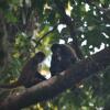 Отель Estación Biológica Tamandua, фото 10