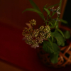 Отель Ryokan Otani Sanso, фото 16