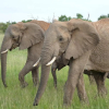 Отель Enchoro Wildlife Camp, фото 6