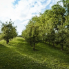 Отель Vineyard cottage Radulja, фото 12