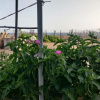 Отель Menfi cia delle Palme, a 30 secondi dal mare, фото 9