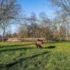 Отель Pleasant Holiday Home in the Brabant Village of Zeeland wit Garden, фото 3