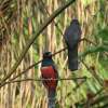 Отель Cantos da Mata, фото 17