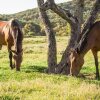 Отель Tambor del Llano, фото 21