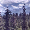 Отель Alaska Spruce Cabin's, фото 4