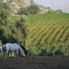 Отель Agriturismo Al Poggetto, фото 27