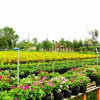 Отель Flower Village Homestay, фото 4