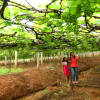 Отель Harvest Fresh Farms, фото 8