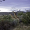 Отель Swartberg Private Game Lodge, фото 19