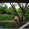 Отель I love phants Lodge, фото 46