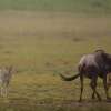 Отель The Royal Migration Camp, фото 11