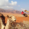 Отель Wadi Rum Desert Heart Camp, фото 5