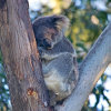 Отель Port Stephens Koala Sanctuary, фото 15