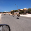 Отель Shark Bay B&B, фото 1