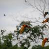 Отель Tambopata Research Center, фото 17