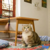 Отель Sunshine Courtyard Sightseeing Home stay (Dali Old City Store, фото 5