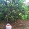 Отель Aajol-The Village Homestay, фото 10